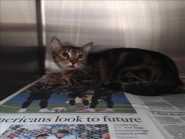 Shelter Stray Female Cat last seen , 3201 Lacy St, Los Angeles, CA 90031, USA