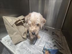 Shelter Stray Male Dog last seen , 3201 Lacy St, Los Angeles, CA 90031, USA