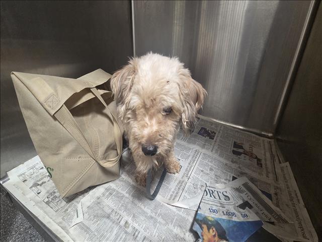 Shelter Stray Male Dog last seen , 3201 Lacy St, Los Angeles, CA 90031, USA