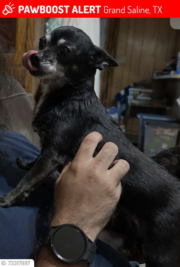 Lost Female Dog last seen Abandoned hosp on N Waldrip Street, Grand Saline, TX 75140