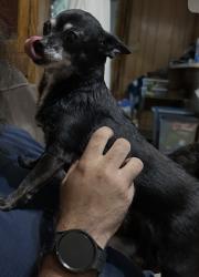 Lost Female Dog last seen Abandoned hosp on N Waldrip Street, Grand Saline, TX 75140