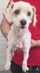 Shelter Stray Female Dog last seen SLOVER AND CITRUS, 333 Chandler Pl, San Bernardino, CA 92408, USA