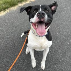 Shelter Stray Male Dog last seen Near BLOCK 292ND AVE NE, DUVALL WA 98019, 21615 64th Ave S, Kent, WA 98032, USA