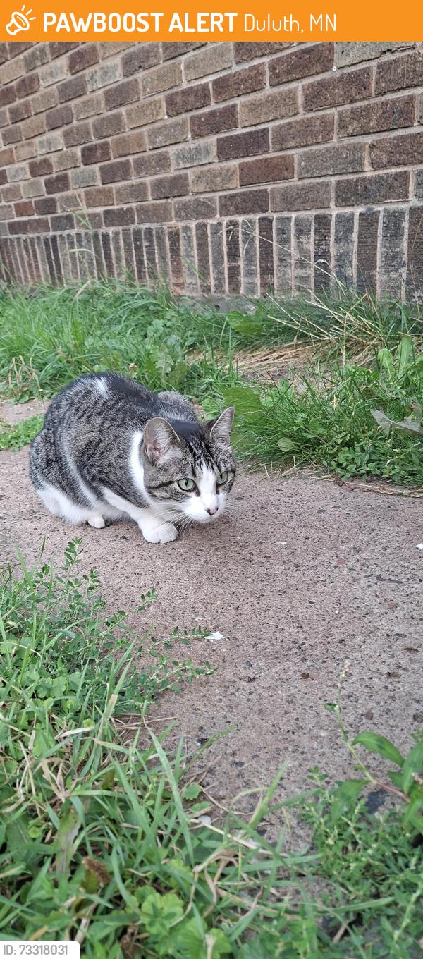 Found/Stray Unknown Cat last seen Near E 3rd St, Duluth, MN 55805