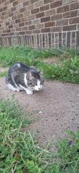Found/Stray Unknown Cat last seen Near E 3rd St, Duluth, MN 55805