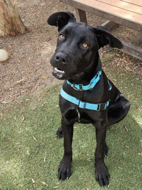 Shelter Stray Female Dog last seen MISSION, 16 Barnes Ct, Hayward, CA 94544, USA