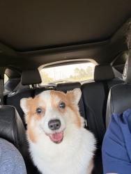 Reunited Female Dog last seen By Freedom Field, Brazoria County, TX 77583