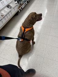 Lost Male Dog last seen Passaic avenue, Kearny, NJ 07032