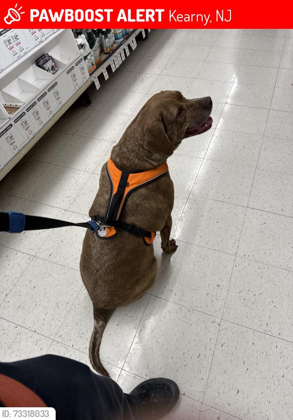 Lost Male Dog last seen Passaic avenue, Kearny, NJ 07032