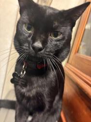 Reunited Male Cat last seen north mayfield avenue San bernardino CA, San Bernardino, CA 92410
