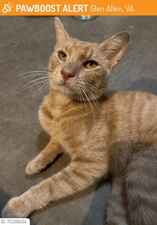 Found/Stray Male Cat last seen In River Mill neighborhood, Glen Allen, VA 23059