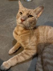 Found/Stray Male Cat last seen In River Mill neighborhood, Glen Allen, VA 23059