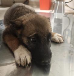 Shelter Stray Female Dog last seen Near BLOCK LONE BUTTE RD, MOJAVE CA 93501, 3951 Fruitvale Ave, Bakersfield, CA 93308, USA