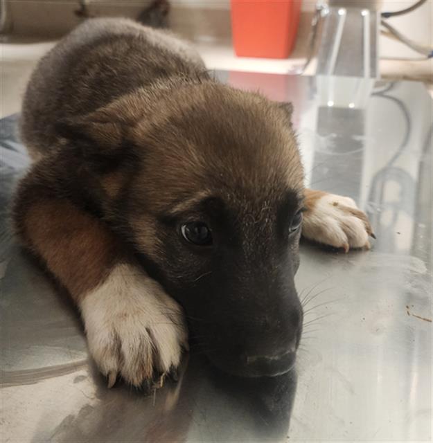 Shelter Stray Female Dog last seen Near BLOCK LONE BUTTE RD, MOJAVE CA 93501, 3951 Fruitvale Ave, Bakersfield, CA 93308, USA