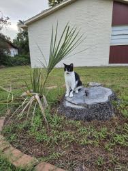 Found/Stray Unknown Cat last seen John Moore and lumsden, Brandon, FL 33511