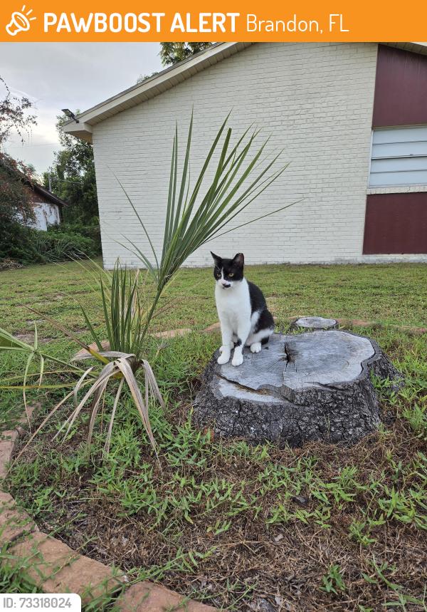 Found/Stray Unknown Cat last seen John Moore and lumsden, Brandon, FL 33511