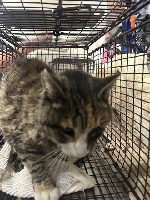 Shelter Stray Female Cat last seen BEAUREGARD WAY/NORWAY DR, 95662, 3839 Bradshaw Rd, Sacramento, CA 95827, USA