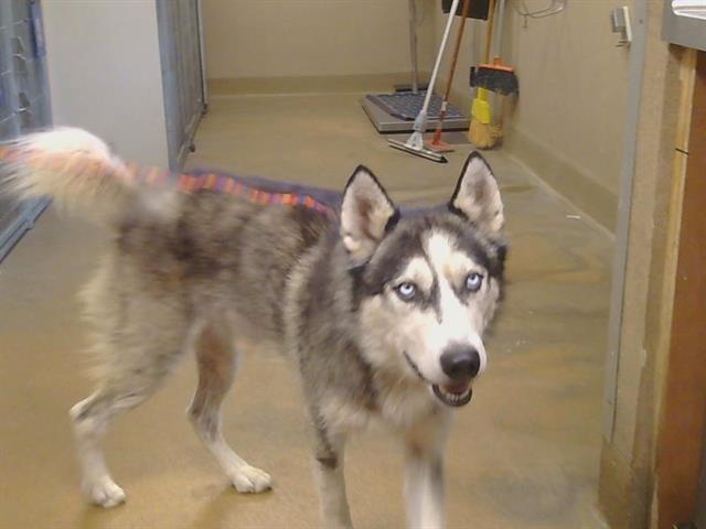 Shelter Stray Male Dog last seen EAST PKWY/CENTER PKWY, SACRAMENTO CA 95823, 3839 Bradshaw Rd, Sacramento, CA 95827, USA