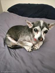 Lost Female Dog last seen Travis White Park, El Paso, TX 79925