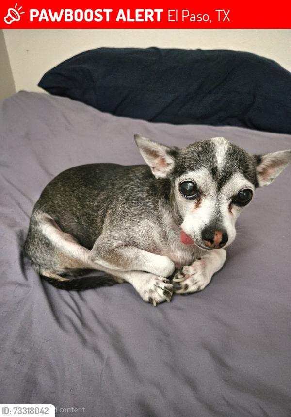 Lost Female Dog last seen Travis White Park, El Paso, TX 79925