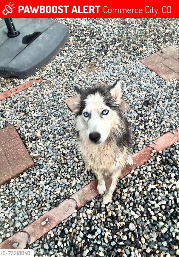 Lost Female Dog last seen 60th Way Commerce City, Commerce City, CO 80022