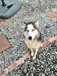 Lost Female Dog last seen 60th Way Commerce City, Commerce City, CO 80022