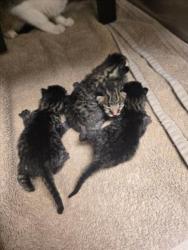 Shelter Stray Unknown Cat last seen Near BLOCK N ASH ST, WICHITA KS 67219, 3303 N Hillside St, Wichita, KS 67219, USA