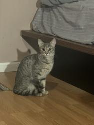 Reunited Female Cat last seen Ridgeway and Hartford, Aurora, IL 60506