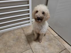 Reunited Male Dog last seen Sugar Ridge Dr and Starbridge Dr, Copperfield Southdown Village, TX 77095