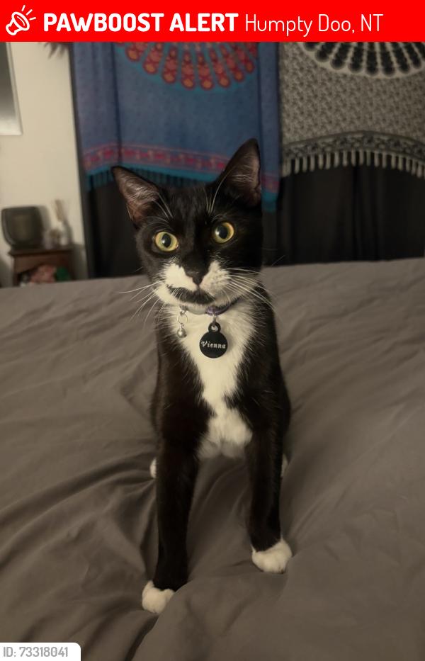 Lost Female Cat last seen Woolworths Humpty Doo, Humpty Doo, NT 0836