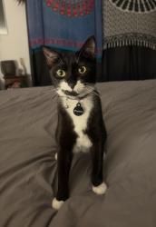 Lost Female Cat last seen Woolworths Humpty Doo, Humpty Doo, NT 0836