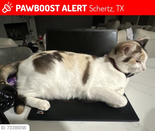 Lost Female Cat last seen Savannah Dr, Schertz, TX 78154