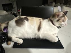 Lost Female Cat last seen Savannah Dr, Schertz, TX 78154