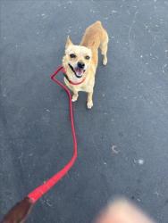 Shelter Stray Male Dog last seen , 11361 W Pico Blvd, Los Angeles, CA 90064, USA