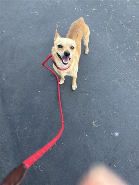 Shelter Stray Male Dog last seen , 11361 W Pico Blvd, Los Angeles, CA 90064, USA