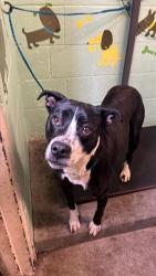 Shelter Stray Female Dog last seen Near 6TH ST, 2127 Front St, Sacramento, CA 95818, USA
