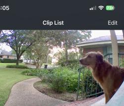 Reunited Male Dog last seen Chestwood Avenue, Tallahassee, FL 32303