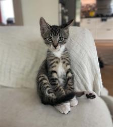 Shelter Stray Female Cat last seen COPPER LEAF WAY & LONE LEAF DR, 2127 Front St, Sacramento, CA 95818, USA