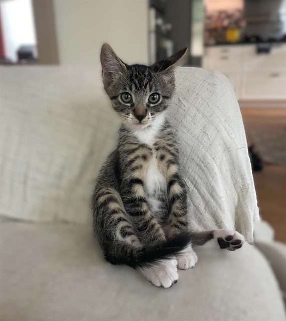 Shelter Stray Female Cat last seen COPPER LEAF WAY & LONE LEAF DR, 2127 Front St, Sacramento, CA 95818, USA