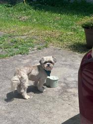Found/Stray Unknown Dog last seen Grove street/Van Wert, Greensboro, NC 27403