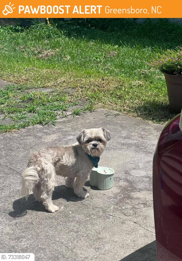 Found/Stray Unknown Dog last seen Grove street/Van Wert, Greensboro, NC 27403