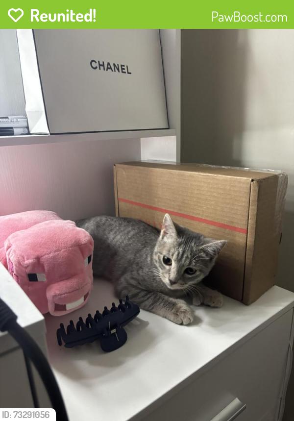 Reunited Female Cat last seen Isleta, Albuquerque, NM 87105