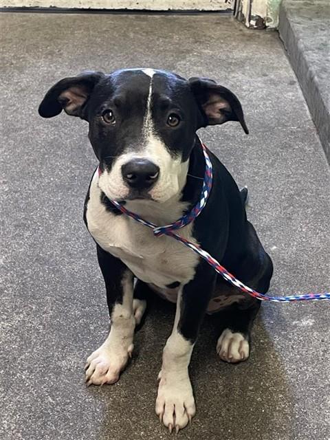 Shelter Stray Female Dog last seen 25TH AVE & MARTIN LUTHER KING JR BLVD, 2127 Front St, Sacramento, CA 95818, USA
