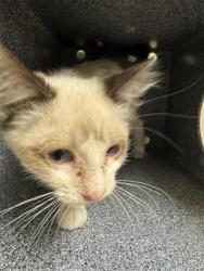 Shelter Stray Female Cat last seen 5TH ST & BROADWAY, 2127 Front St, Sacramento, CA 95818, USA