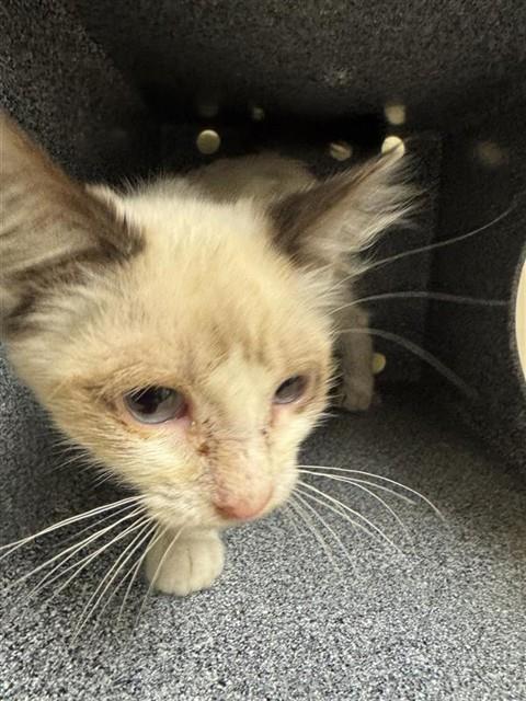 Shelter Stray Female Cat last seen 5TH ST & BROADWAY, 2127 Front St, Sacramento, CA 95818, USA