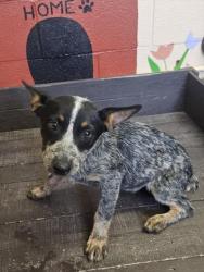 Shelter Stray Female Dog last seen , 31044 Charlie Canyon Rd, Castaic, CA 91384, USA