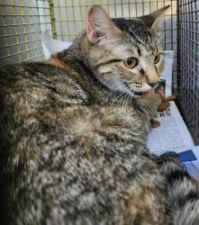 Shelter Stray Female Cat last seen Near BLOCK LEMON TREE ST, 4710 TX-151, San Antonio, TX 78227, USA