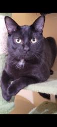 Reunited Male Cat last seen McArthur and 18th street, Blue Springs, MO 64015