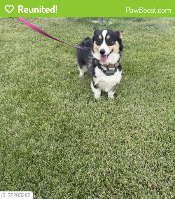 Reunited Female Dog last seen Midland 4375, West Haven, UT 84401