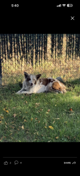 Found/Stray Unknown Dog last seen 40th & watetman Ave, San Bernardino, CA 92404